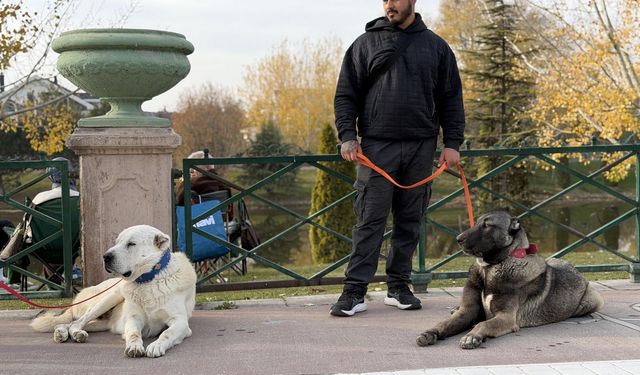 Türk çoban köpeklerini dünyaya tanıtıyor