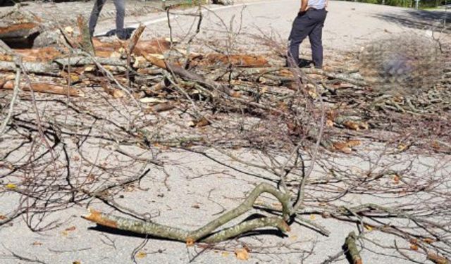 Üzerine ağaç devrilen belediye temizlik işçisi öldü