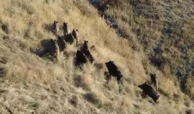 Aile hekimi, fotokapanlar ve dronla yaban hayatını takip ediyor