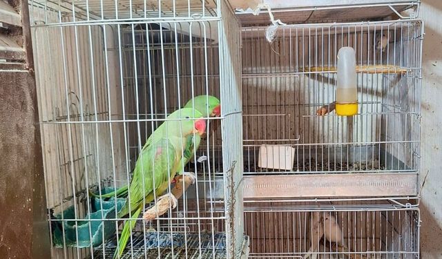 Antalya'da 24 papağan ele geçirildi