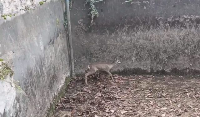 Boş sulama havuzuna düşen yavru karacayı itfaiye kurtardı