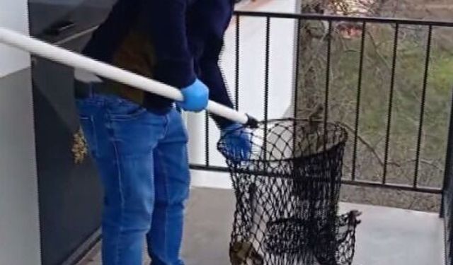 Hayvanat bahçesinden kaçan maymuna balkonunda muz verdi