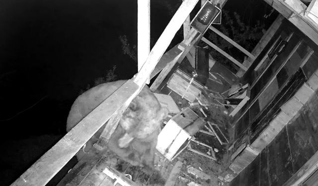 İki gün üst üste balkona tırmanan ayı kovanları parçalayıp, balları yedi; o anlar kamerada