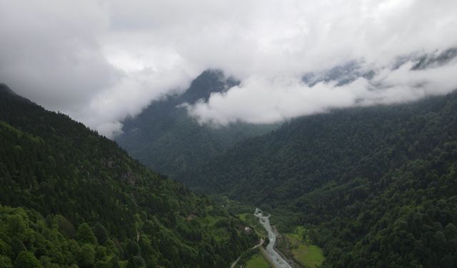 ‘İklim değişikliğiyle mücadelede en etkin silah ormanlar’