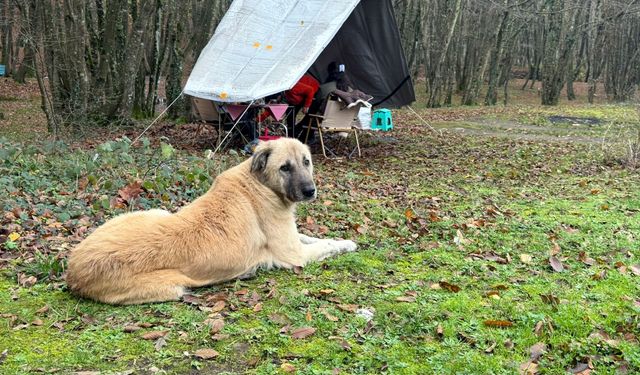 Istranca Dağları etekleri, doğa fotoğrafçıları ve kamp tutkunlarının gözdesi oldu / Ek fotoğraflar