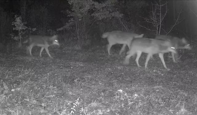 Karabük’te yaban hayatı fotokapana yansıdı