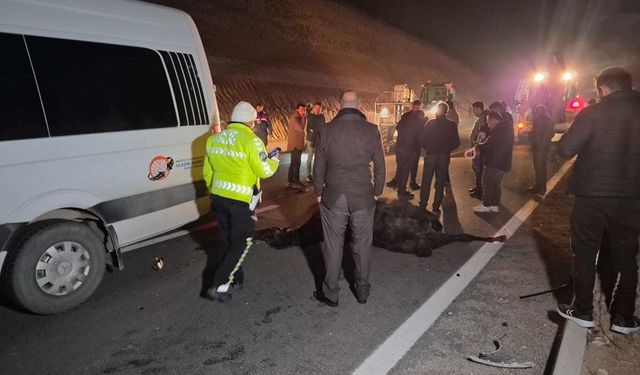 Malatya'da milyonluk yarış tayları çiftlikten kaçtı; 8'i öldü, bazıları kayıp