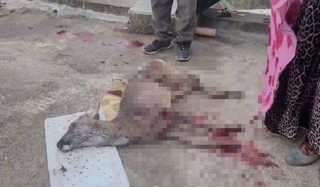 Ordu'da sokak köpeklerinin saldırdığı karaca öldü