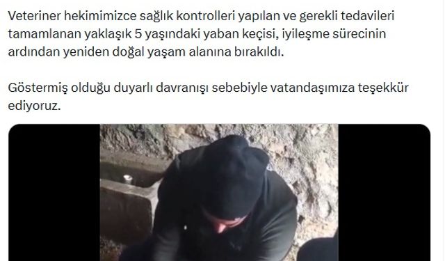 Yaralı yaban keçisi, tedavisinin ardından doğaya bırakıldı 