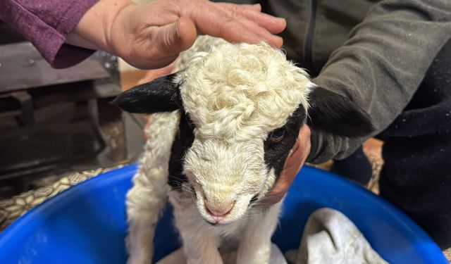 1 haftalık kuzuya evde bebek gibi bakıyorlar