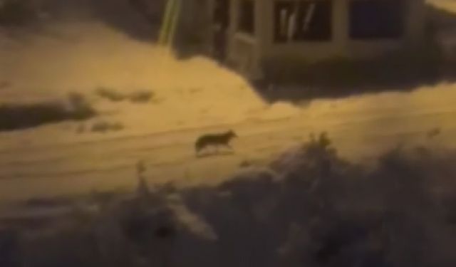 Amasya'da aç kalan tilki mahalleye indi