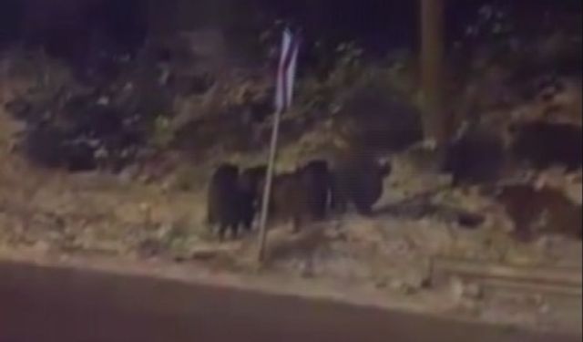 Amasya'da domuz sürüsü görüntülendi