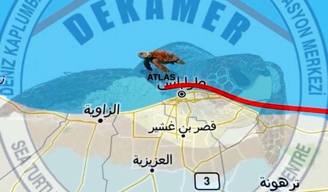 Arka yüzgeci ampute edilen 'Atlas', dünyayı dolaşıyor