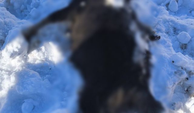 Batman'da ahıra çığ düştü: 44 küçükbaş öldü