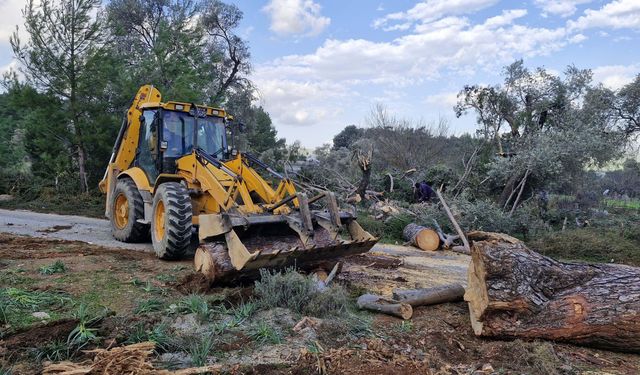 Bodrum'da ağaçlar devrildi, feribot seferleri iptal edildi