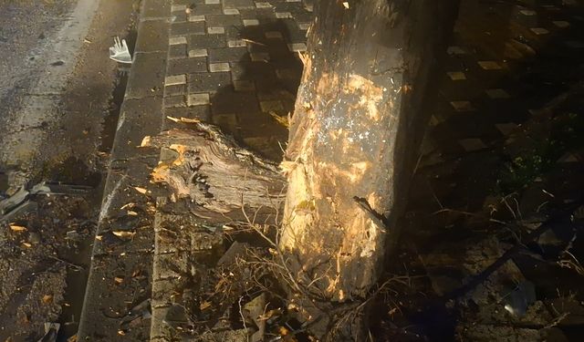 Bursa'da kontrolden çıkan otomobil ağaca çarptı: 2 ağır yaralı