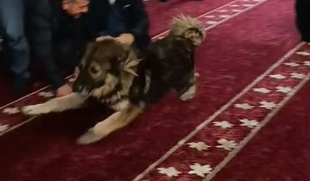 Camiye giren sokak köpeği, cemaatin arasında dolaştı