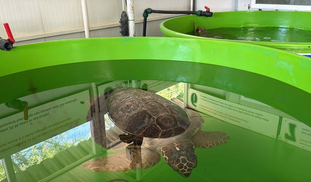 Caretta caretta 'Tuba', 5 ayda 10 bin kilometre katetti