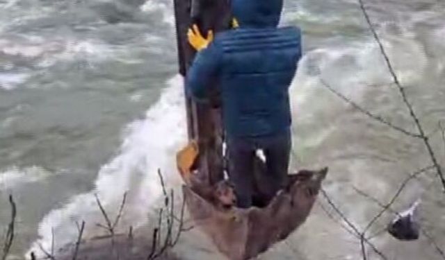 Dere yatağında mahsur kalan yavru köpek kurtarıldı