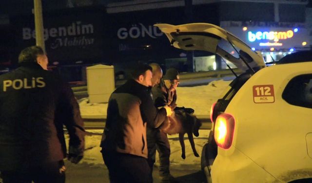 Devriye gezen polislerin bulduğu yaralı yavru kurt tedaviye alındı
