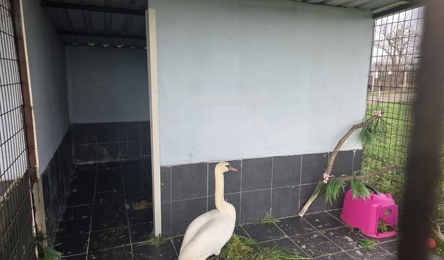 Edirne'de bitkin halde bulunan kuğu, bakıma alındı