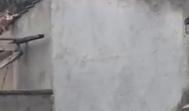 Evlerin bahçe duvarlarının üstünde gezen tilki kamerada