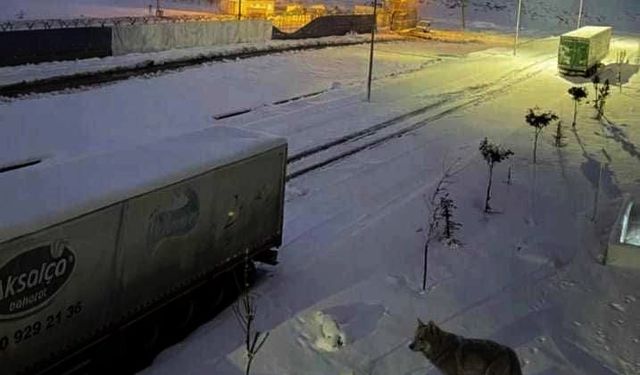 Gaziantep'te aç kalan kurtlar mahalleye indi