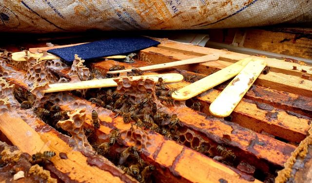 Genç yaşta babasını kaybedince ömrünü kardeşlerine adadı; arıcılık yapıp hepsini okuttu