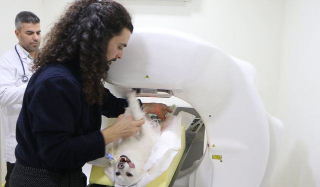 Hayvan hastaneleri 24 saat boyunca üst düzey ekipmanlarla hizmet veriyor