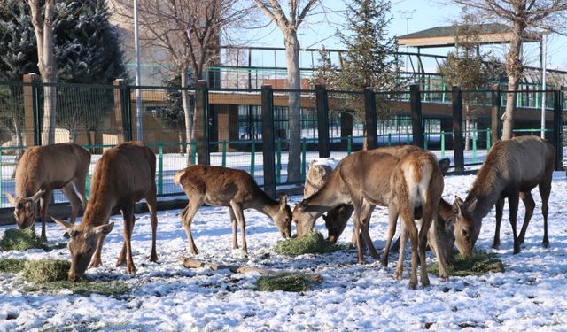 Hayvanat bahçesindeki canlılara 'kış rasyonu'