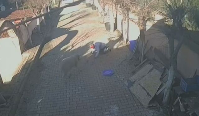 İstanbul - Silivri'de sahibine dakikalarca saldıran koç kamerada