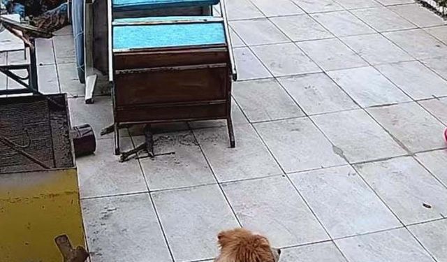 Kamyonetin üzerinden geçtiği köpek 'Meks' öldü; o anlar kamerada