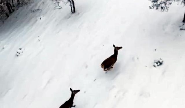 Karla kaplı ormanda gezen karacalar dron kamerasında