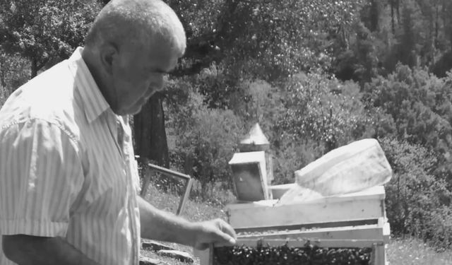 Kestiği ağacın altında kalıp öldü