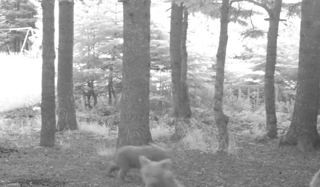 Kış uykusuna yatmayan anne bozayı, 3 yavrusuyla fotokapana yansıdı