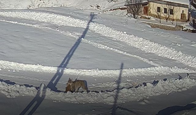 Köye inen vaşağın tavşan avı kamerada