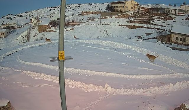 Köye inen vaşaklar, kurtlar tarafından kovalandı