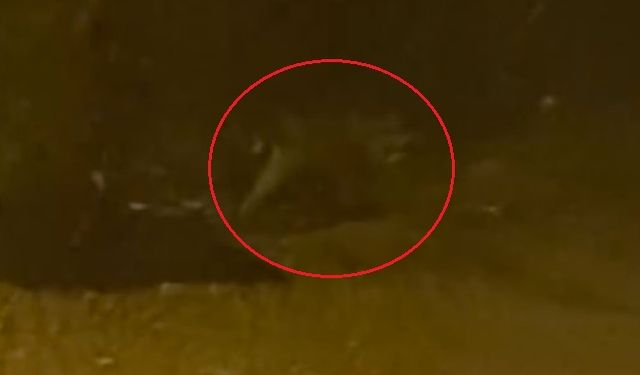 Mahalleye inen tilki çöp konteyneri etrafında görüntülendi