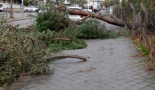 Manisa'da kuvvetli rüzgar nedeniyle çatılar uçtu, ağaçlar devrildi; 1 yaralı