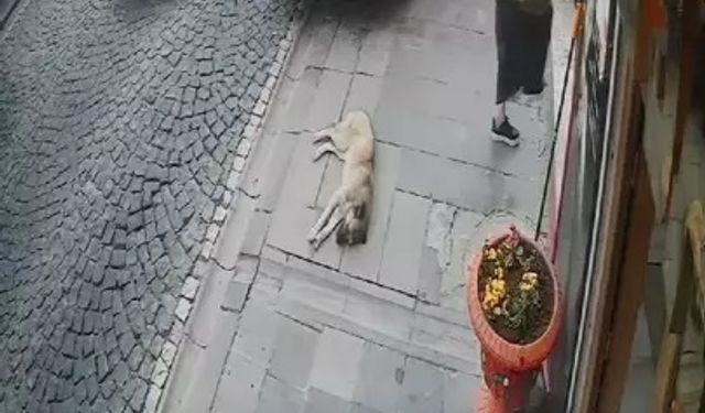 'Mardinli Marilyn Monroe'ya hapis; açık cezaevine teslim oldu