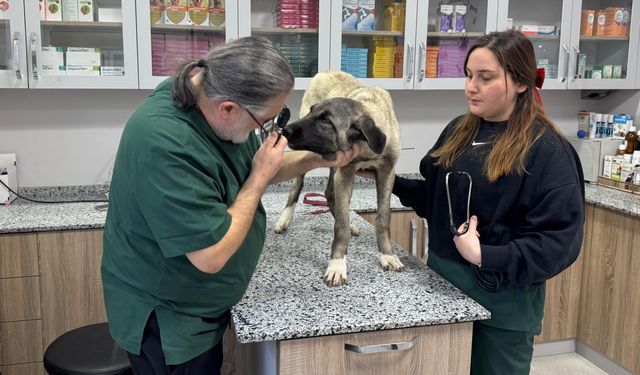 Ordu'da 10 gün içerisinde 3 sokak köpeği 'domuz kurşunu' ile vuruldu