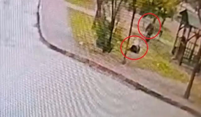 Sahipsiz 2 kurt köpeği, tasmayla gezdirilen evcil köpek ile sahibine saldırdı