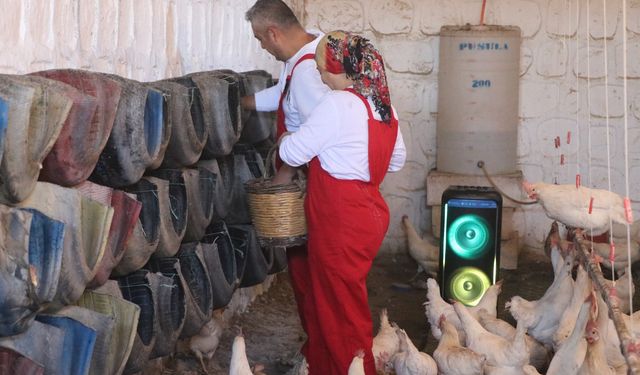 Türk sanat müziği dinlettiği tavuklardan yüzde 6 verim artışı sağladı / Ek fotoğraflar