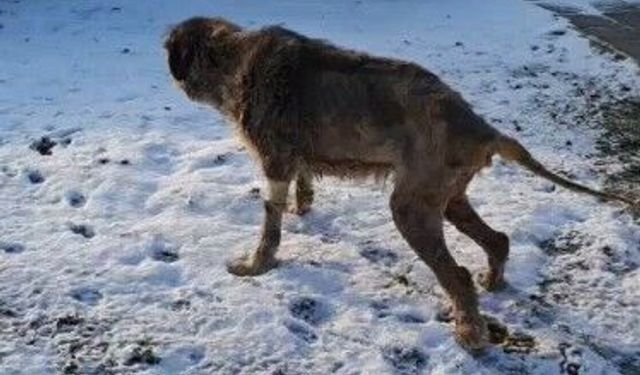 Üzerinden otomobil geçen köpek yürümeye başladı