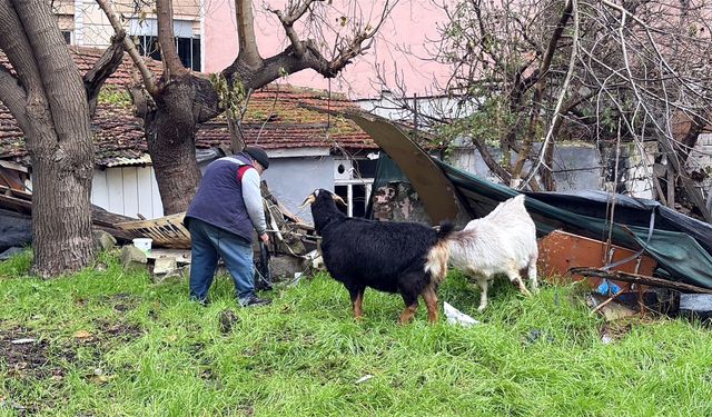 Yürüyüşe beraber çıktığı keçileri, ilçede ilgi odağı oldu