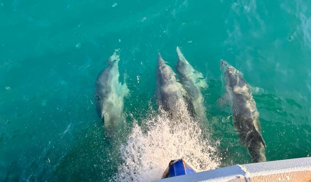 Balıkçı teknesine eşlik eden yunuslar kamerada
