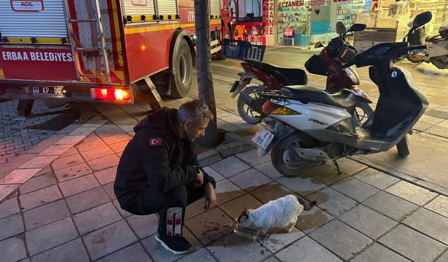 Boş evin balkonunda mahsur kalan kediyi itfaiyeciler kurtardı