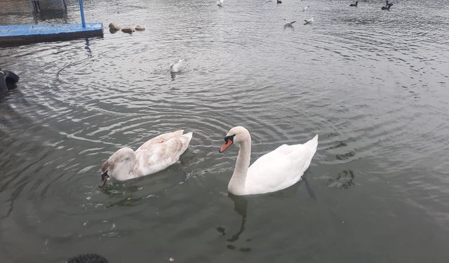 Cide sahilini mesken tutan kuğular ilgi odağı oldu