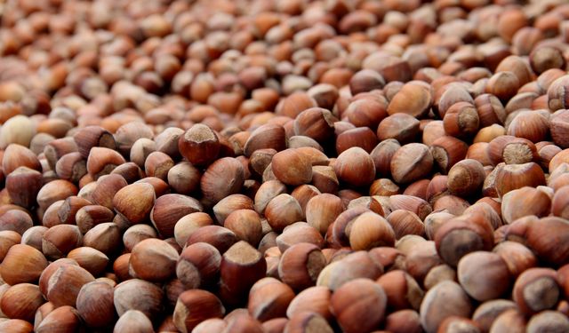 Fındık ihracatı 2026'ya düşüşle başladı