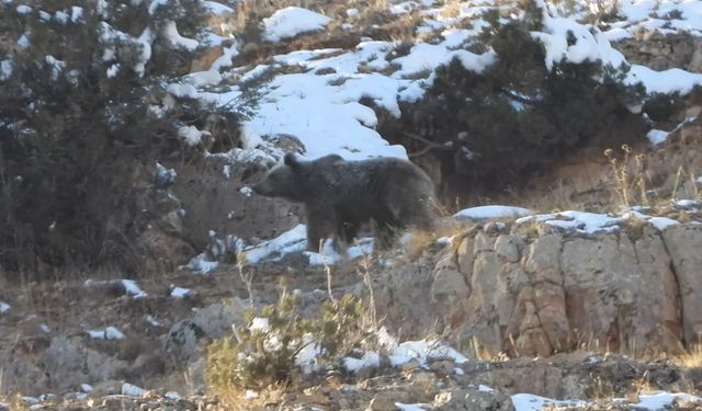 Gümüşhane'de yiyecek arayan ayı ve yavrusu kamerada